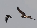 marsh harrier and blacksmith plover  Leave my nest alone! : frieda